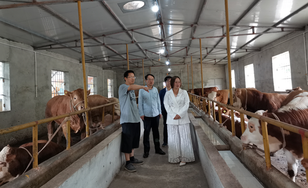 7cc23ef358ca4a7488c7c9c3333dd456.png 牛技术指导.png