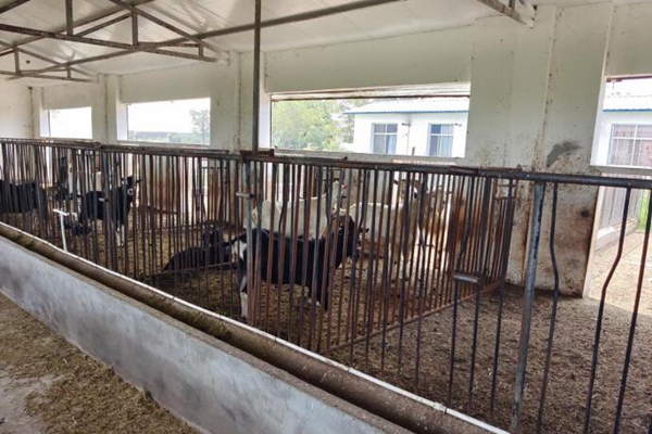 67670c6d8b324c4d882e9eb478a5dfe8.jpg 奶山羊养殖场实地.jpg