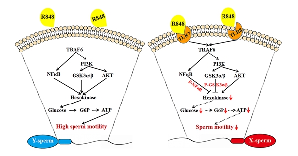 81040619e47f48bc8722961bb3ca17a6.jpg 奶山羊精子TLR78信号通路作用机制图_副本.jpg