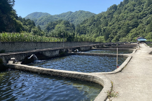 c490ec1313e043ca877dd1374888c056.jpg 中华鲟养殖点.jpg