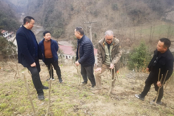 329c16778a174da5ae2e3f157b2ad54b.jpg fig2 在镇巴县指导桑园管理_副本.jpg