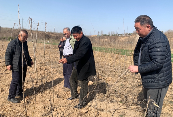 a4f567a752c94306b66a91972b4c623c.jpg fig3 在临潼区察看苗圃果桑品种_副本.jpg