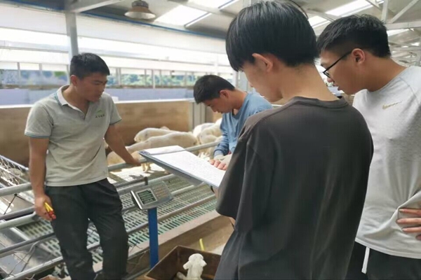 7d001c35d9d84b13be0d4e8db197db76.jpg 服务队记录湖羊生产数据.jpg